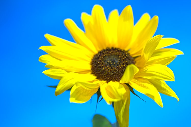 Franzen Fernwärme Sonnenblume