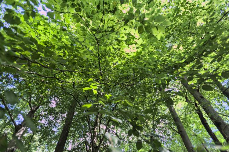 Franzen Fernwärme Wald